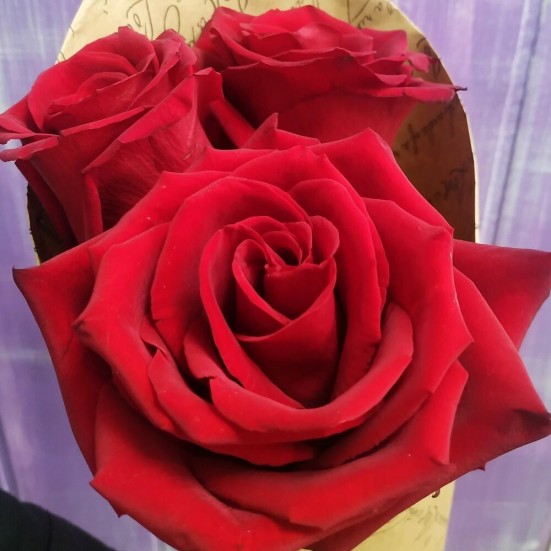 Букет «3 красные розы» - фото 2